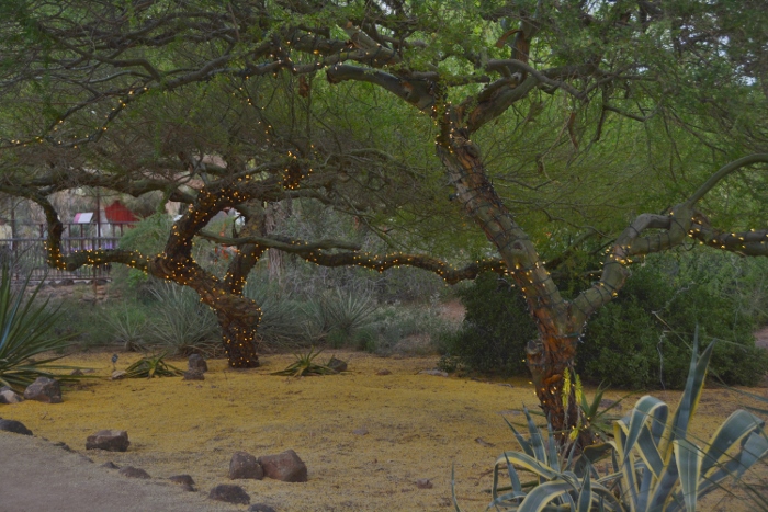 palo verde tree wrapped in lgihts, at dusk